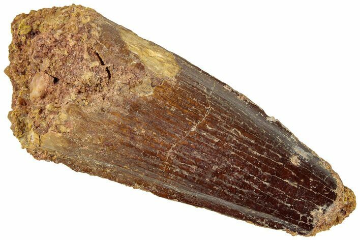 Fossil Spinosaurus Tooth - Robust Tooth #311789